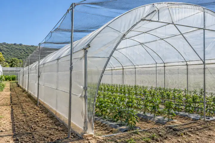 Greenhouse tunnel with fine white insect mesh on the side vents and hail netting overhead