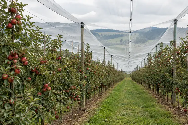 White anti-hail netting over apple orchard rows